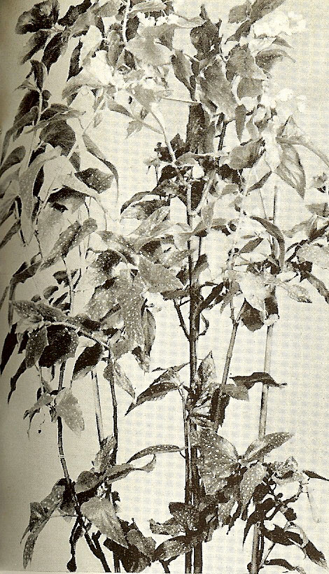 B. ‘Helen W. King’